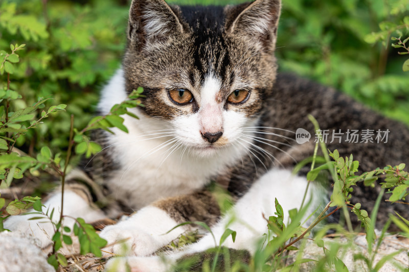 小猫咪、狸花猫、宠物猫