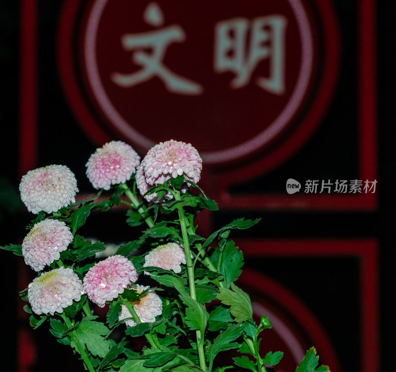 带有文明字样背景的多彩菊花特写