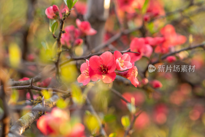 春日阳光照耀下的粉色花朵