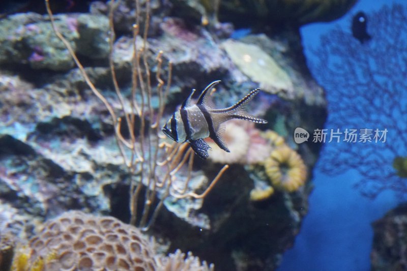 水族馆内游动的热带观赏鱼