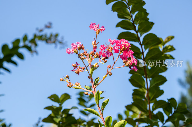 蓝天下紫薇花枝头绽放