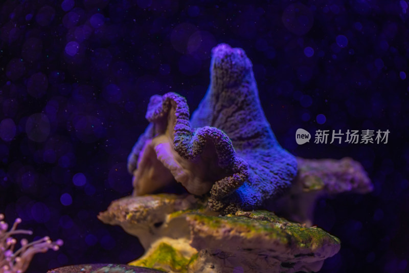 海缸水生物