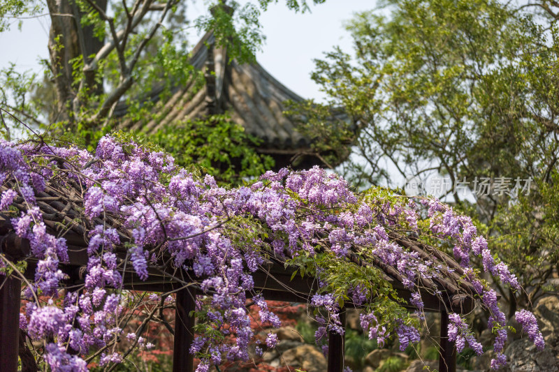 园林唯美紫藤花盛开 留园