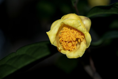 花族皇后金花茶