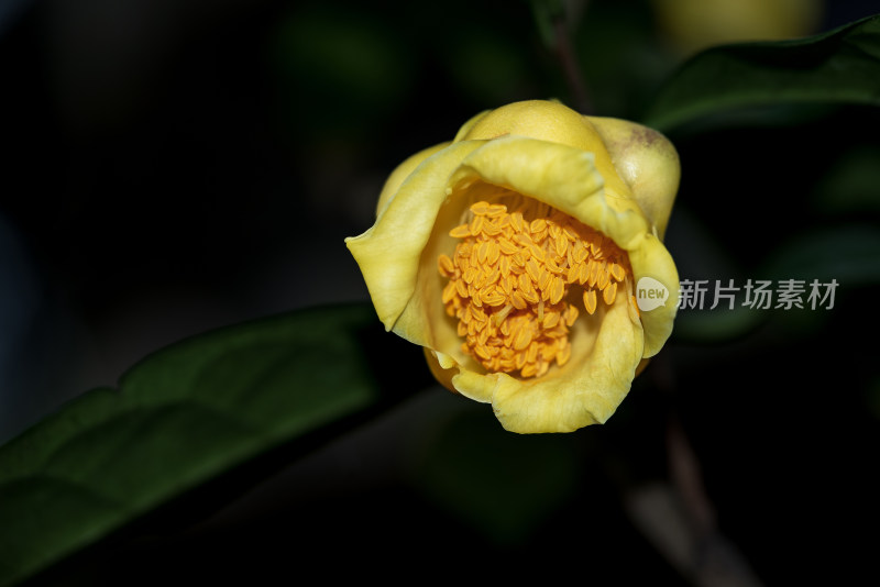 花族皇后金花茶