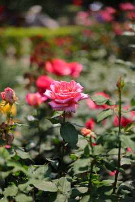 杭州花圃莳花广场迎亚运月季花展