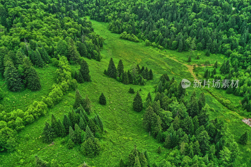 长白山高山花园风光