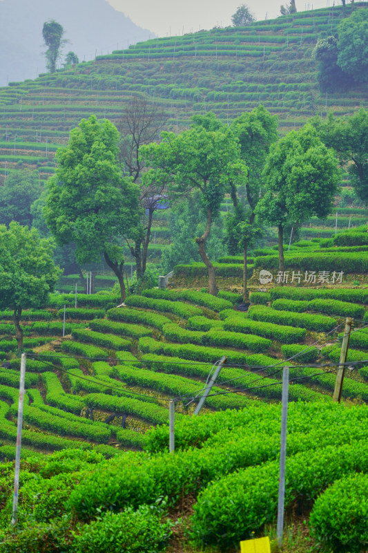 晨雾中的茶园