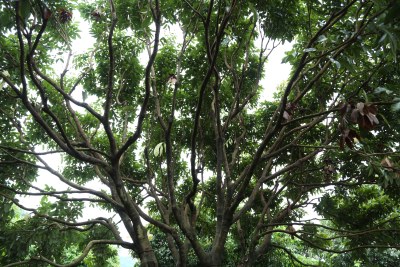 荔枝园里的荔枝树