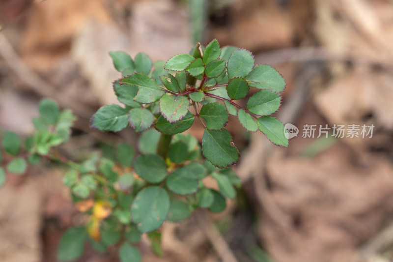 带绿叶的植物嫩枝特写