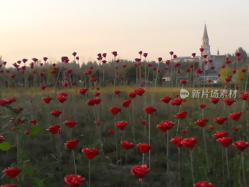 户外玫瑰园景观 浪漫氛围满满