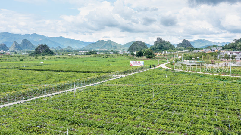 黄金百香果种植园户外生态种植