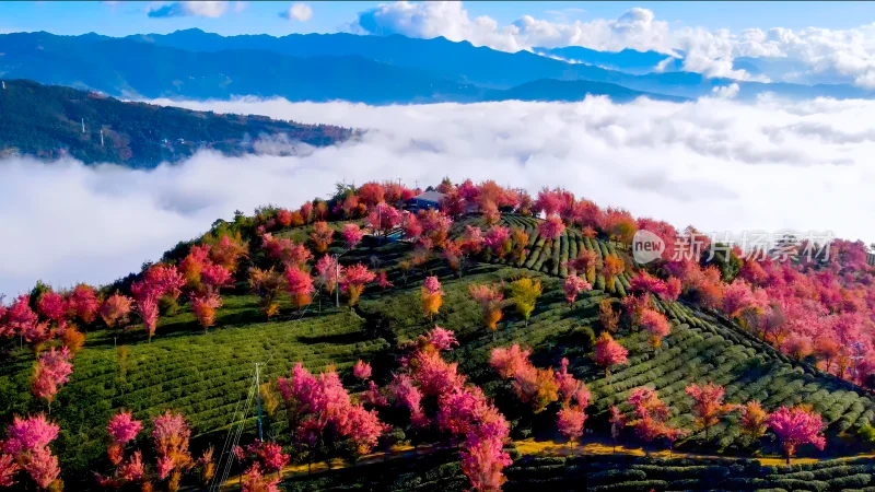 航拍云海中的无量山樱花谷茶园茶山