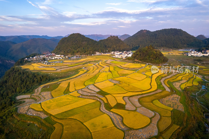 秋天贵阳高坡石门水稻梯田