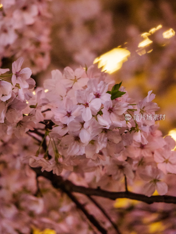 湖南常德府坪街春季樱花街道夜景