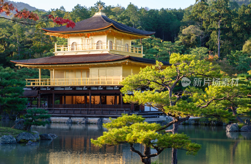 日本京都金阁寺金色舍利殿近景特写