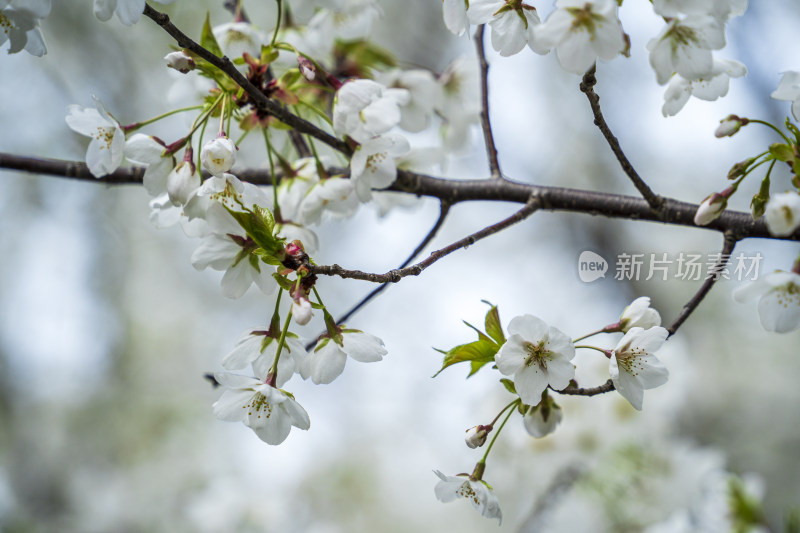 春天的白色樱花特写