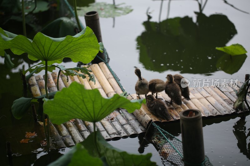 杭州风光 西湖风光