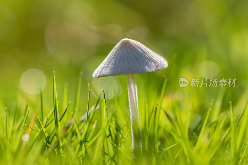 蘑菇菌类微距生态摄影
