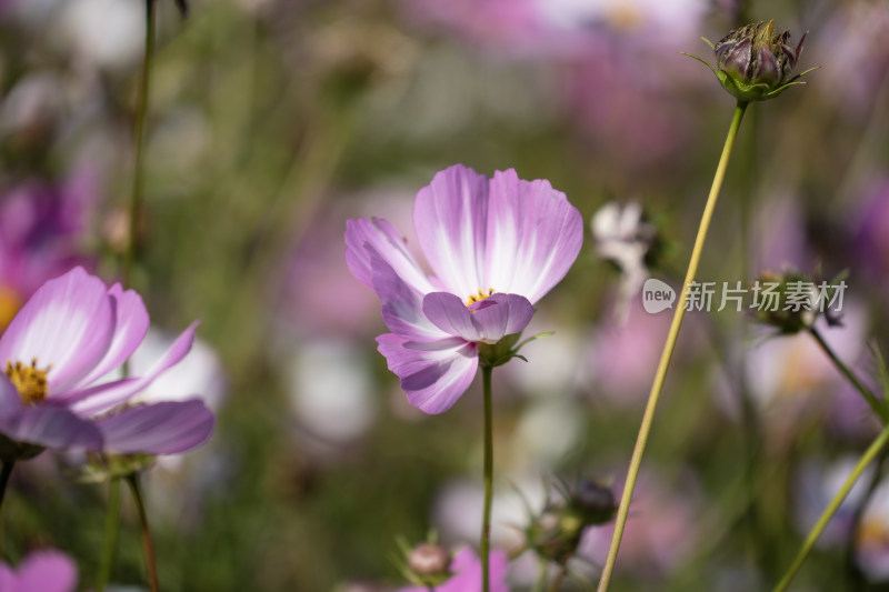 格桑花开