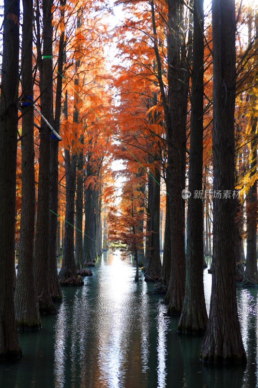 水中红杉林秋景全景