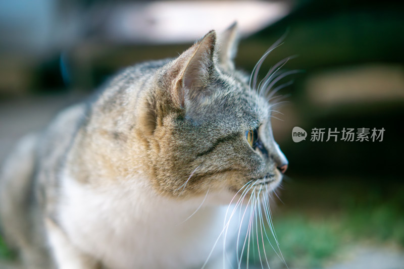 猫的特写肖像