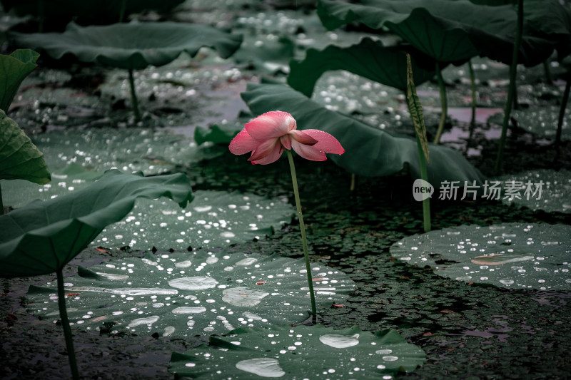 雨后荷花