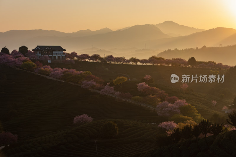 龙岩永福台品樱花茶园