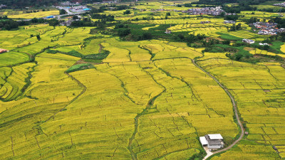 高山峡谷地区的金色稻田