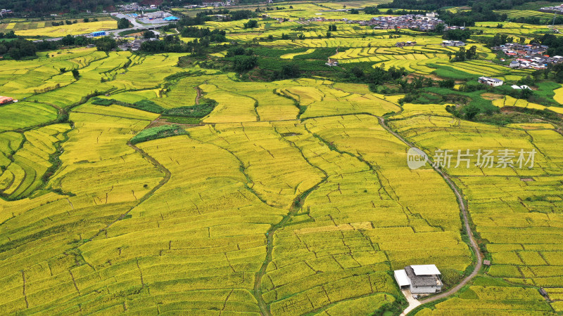 高山峡谷地区的金色稻田