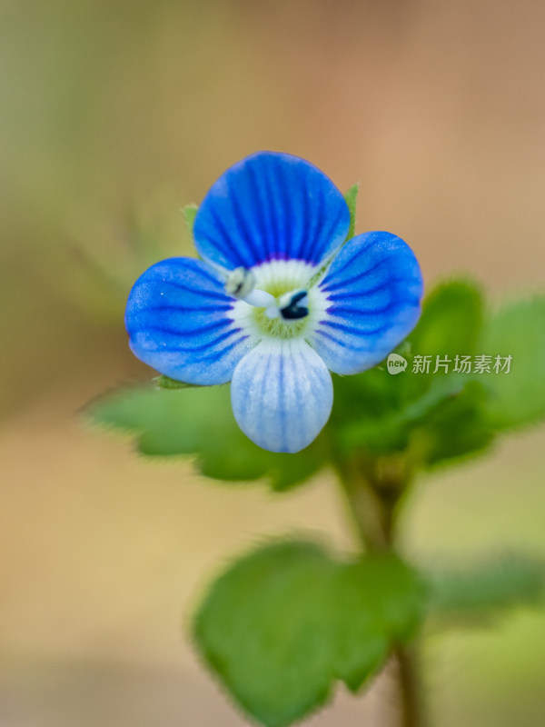 阿拉伯婆婆纳开花特写