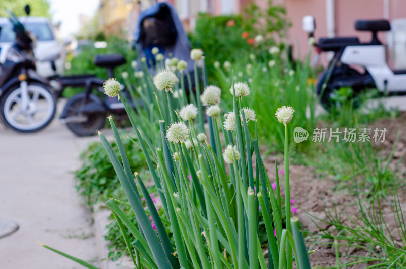 小区草坪的一片香葱菜园子