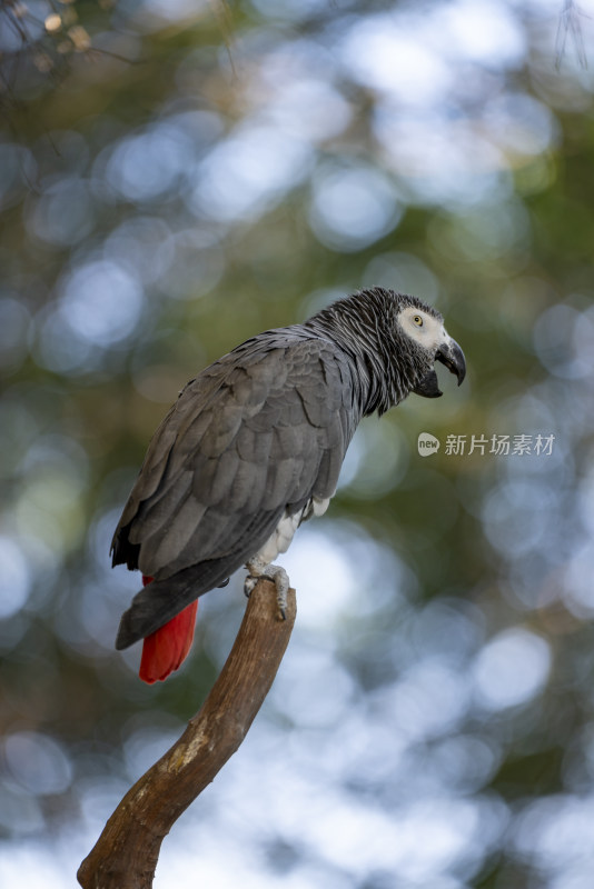 广州长隆野生动物园里的非洲灰鹦鹉