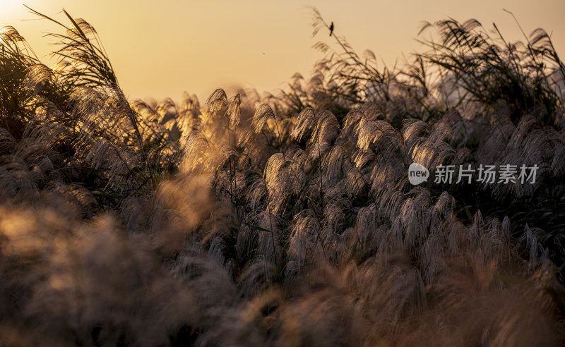 夕阳下随风飘动的大片芦苇荡