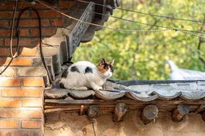 传统建筑上的可爱猫咪