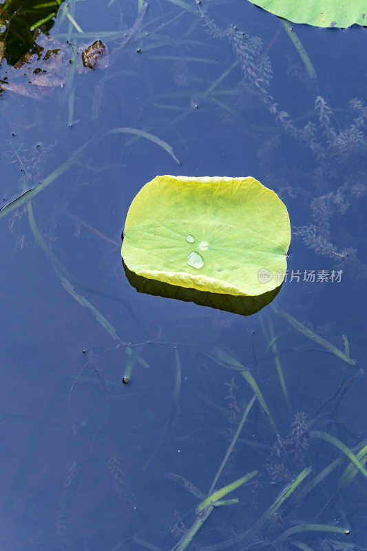 杭州西湖风景区曲院风风景