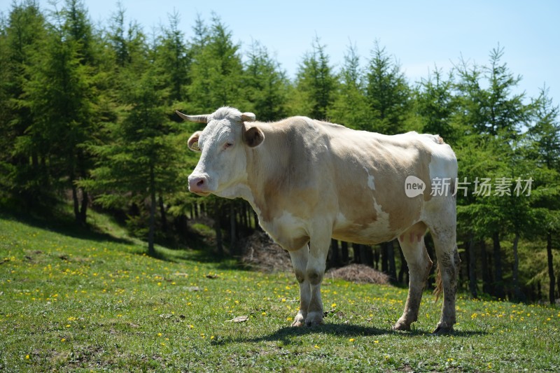 五台山南台风光