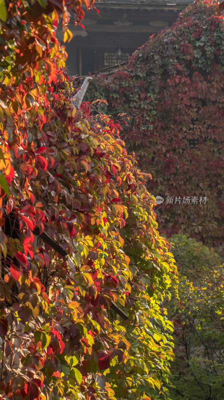 秋天爬山虎景色红叶