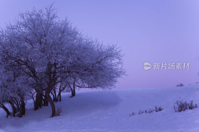 冬日坝上雪景雾凇白桦树风景水墨画