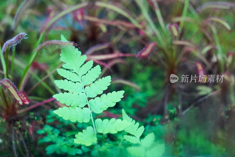 热带蕨类植物雨林植物 