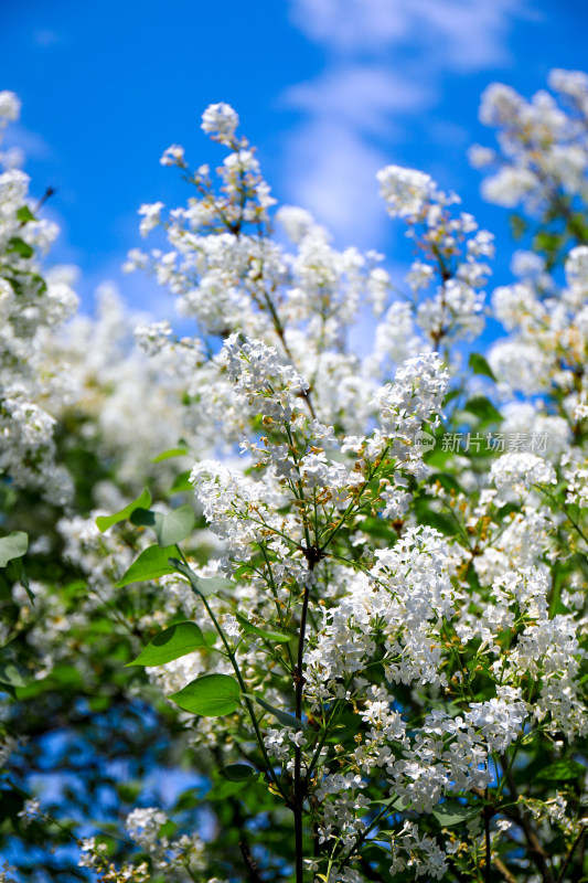 白色丁香花