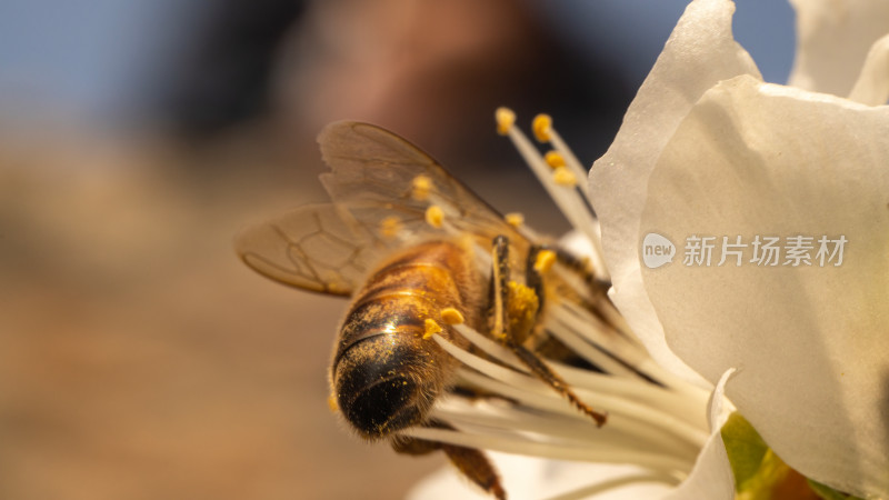 蜜蜂采蜜微距特写