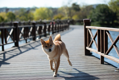 一只在栈道上玩耍觅食的柴犬