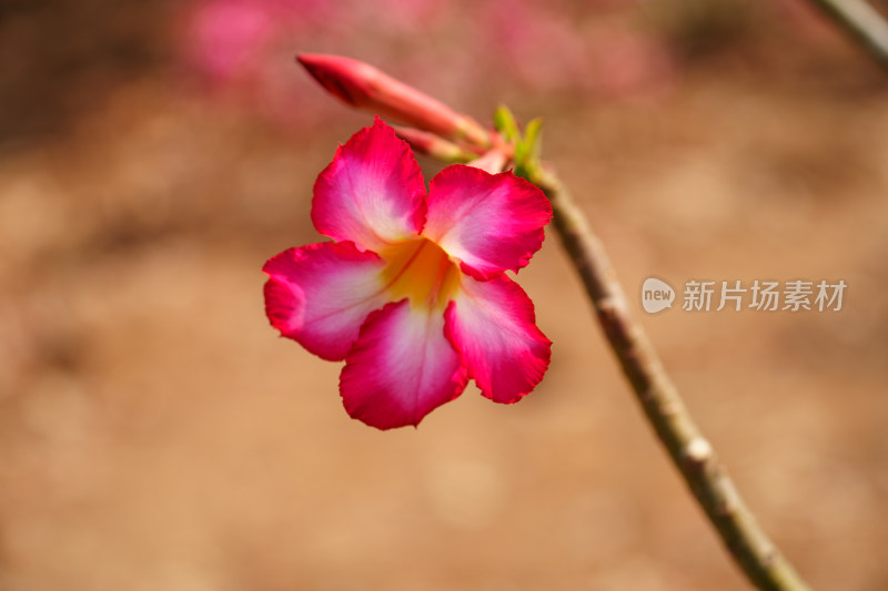 粉红色开花植物沙漠玫瑰