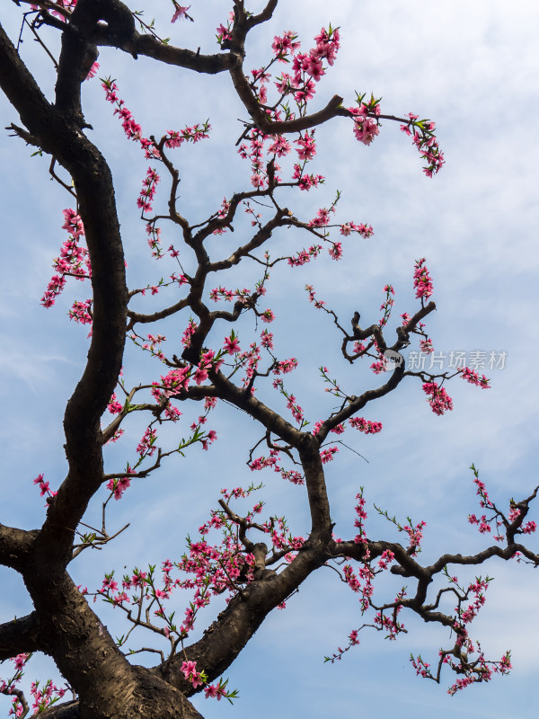 春天桃花盛开