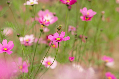 夕阳下的格桑花或波斯菊