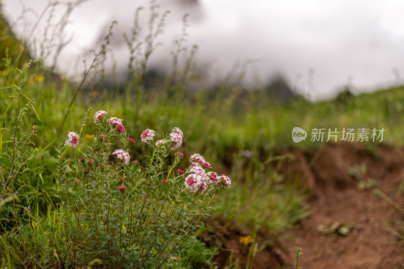 草原野花