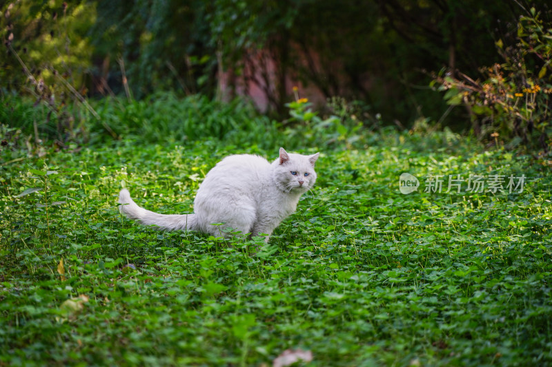 草地上的白猫流浪猫