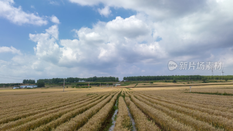 自然风景麦田农业辣椒种植基地