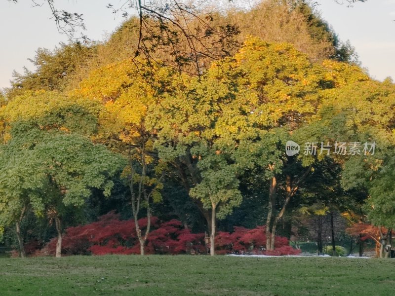 色彩斑斓的多彩树木自然景观